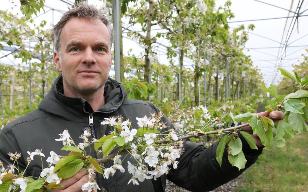 
Dirk-Jan van Lutterveldt uit Kesteren behoort met 9,5 hectare kersen tot de grotere telers van ons land. De sector is boos over het besluit van minister Adema om de gewasbeschermingsmiddelen Exirel en Tracer te verbieden. Die zijn nodig om de uitheemse suzukivlieg, die de Nederlandse kersenoogst ernstige schade toebrengt, te bestrijden. In andere landen zijn deze middelen wel toegestaan.
