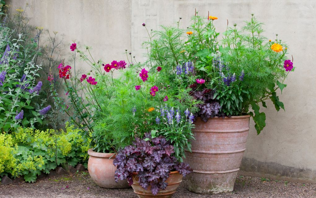 Terracotta potten met weelderig groen geveerd en paars blad en bloemen in allerlei kleuren.