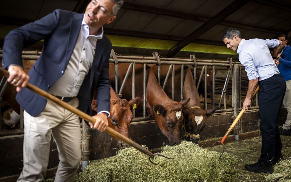 Twee net geklede mannen met hooivorken schuiven hooi richting koeien
