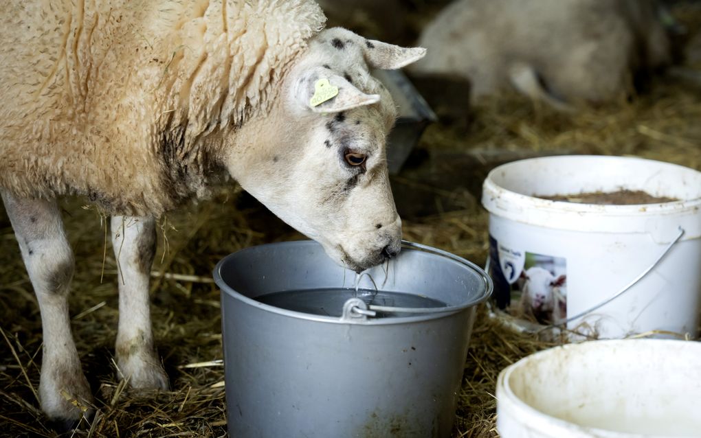 Een schaap besmet met het blauwtongvirus. beeld ANP, Sander Koning 