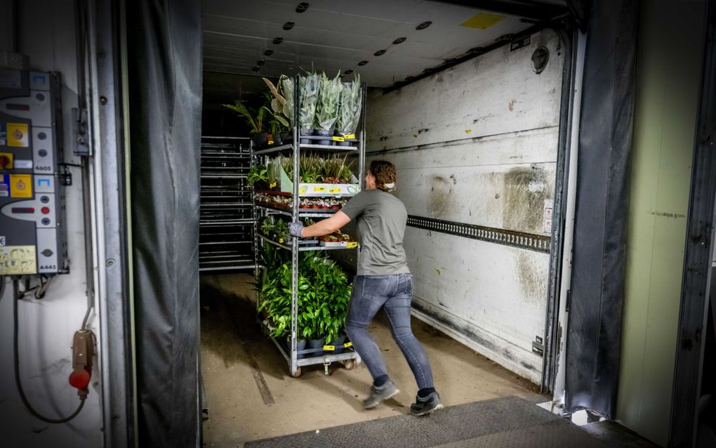 Een werknemer van een sierteeltgroothandel in Rijnsburg laadt een vrachtwagen. Er is veel onzekerheid in de branche door de fysieke controles die sinds dinsdag in Britse havens van kracht zijn. beeld ANP, Robin Utrecht