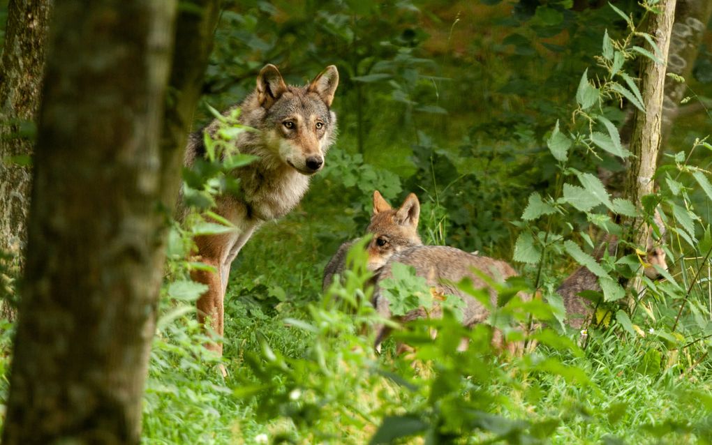 Nederlandse wolf dodelijkst van Europa