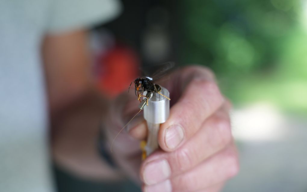 Met ultralicht zendertje jagen imkers in Bennekom op Aziatische hoornaar