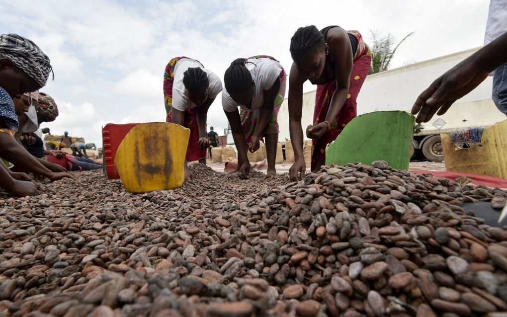 Ivoriaanse vrouwen sorteren cacaobonen. Ivoorkust is een van de grootste producenten van cacao. beeld AFP, Sia Kambou