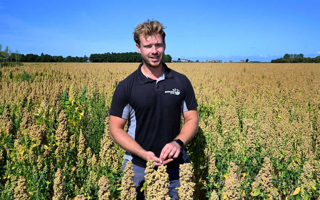 Boer Jac van Eck verbouwt gewas dat weinig last heeft van droogte: „Heb dit jaar nog niet hoeven ber