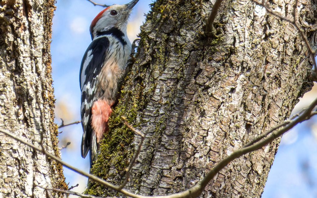 De middelste bonte specht houdt van oude bossen met veel dood hout. De soort is sinds 1990 rap toegenomen in Nederland. beeld iStock