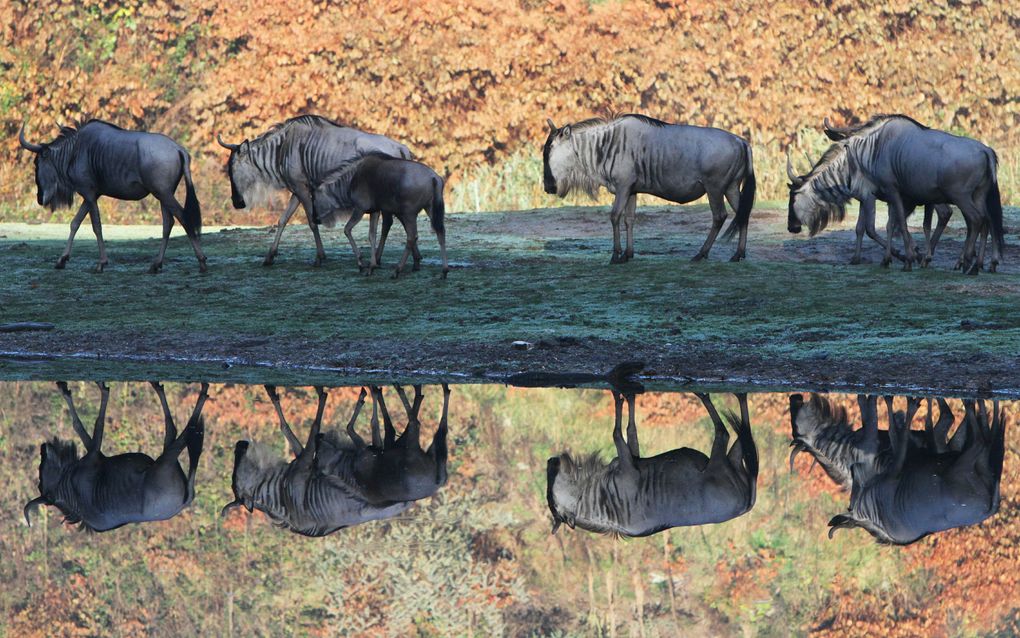 Burgers’ Zoo: trendsettend in huisvesting van dieren