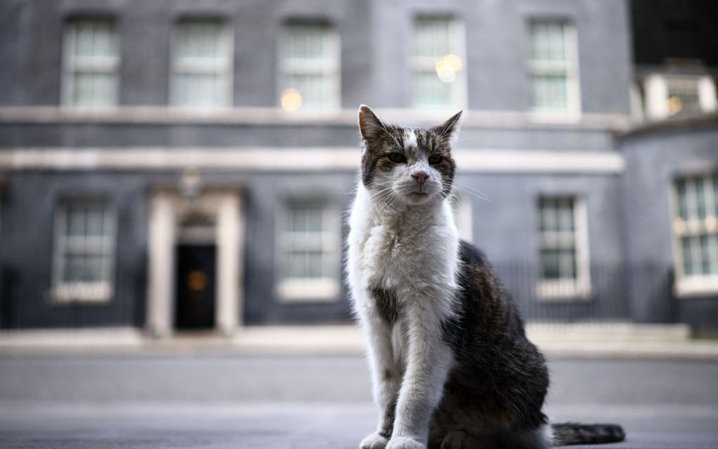 Een bruine kat met een witte nek en poten zit op de voorgrond. Op de achtergrond is vaag een grijs gebouw te zien. 