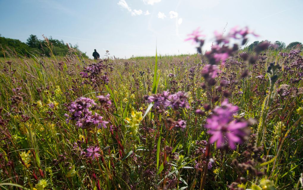 Weidevogelgebied de Aalkeetbuitenpolder. beeld ANP