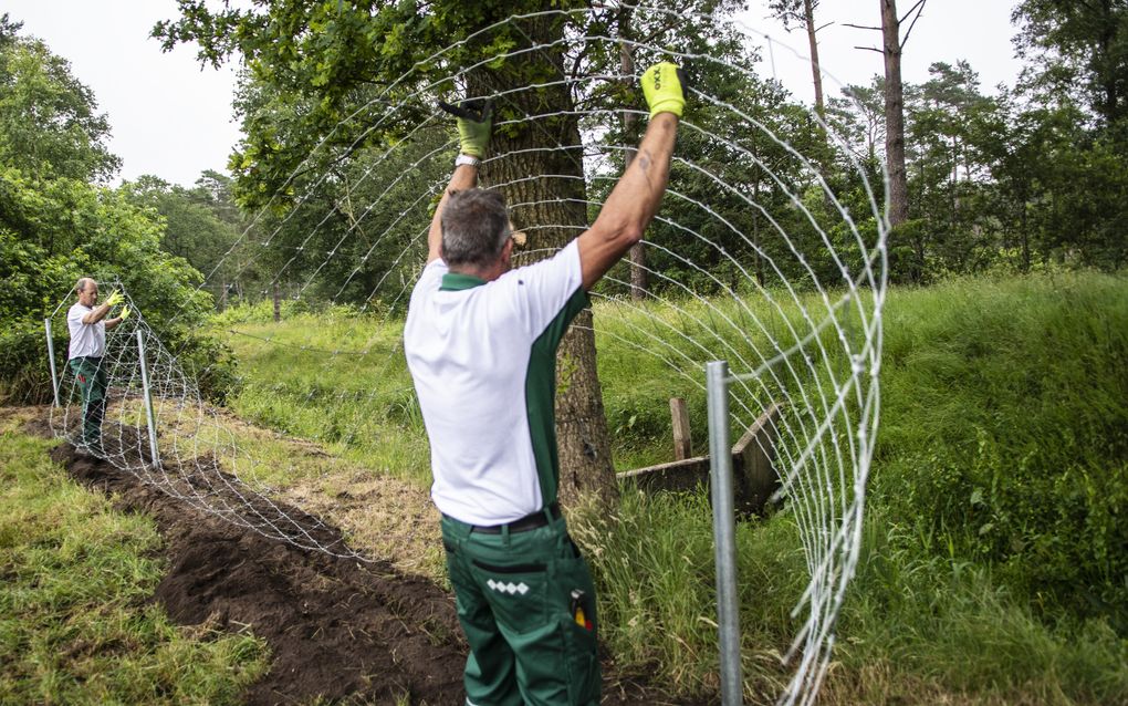 De bouw van een wolfwerend hek bij de Friese provinciegrens. beeld ANP, Anjo de Haan