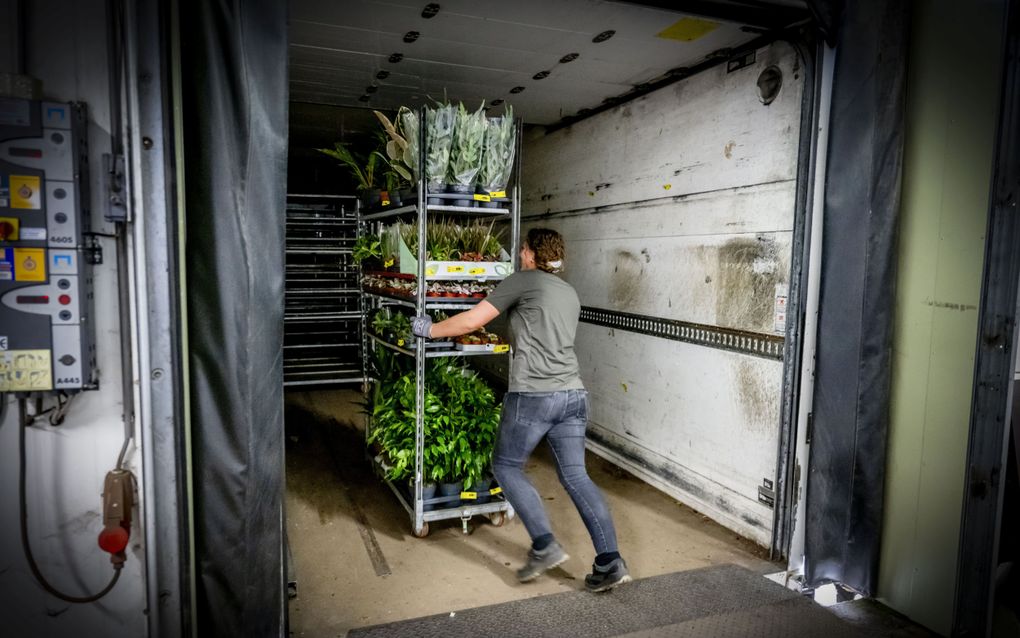 Nederlandse bloemen- en plantenexporteurs ervaren problemen door de fysieke controles die worden ingesteld bij binnenkomst in het Verenigd Koninkrijk. beeld  ANP, Robin Utrecht 