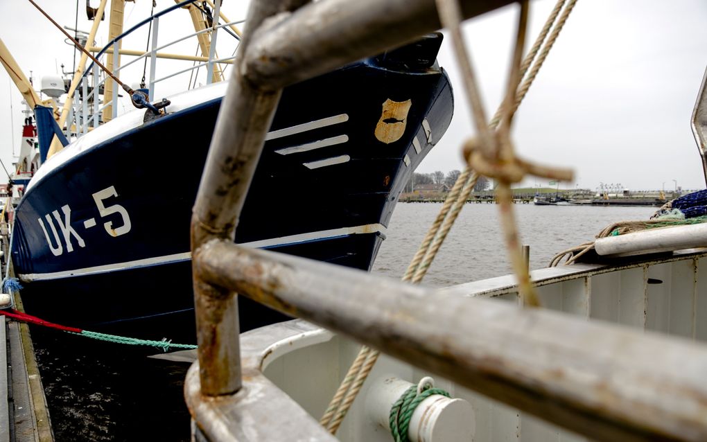 Vissersboten in de haven van Urk. beeld ANP, Sander de Koning