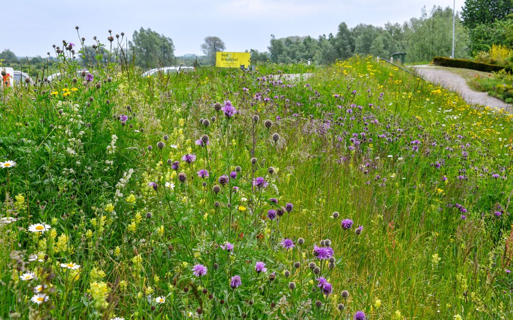 Bloemrijke dijk in de Ooijpolder bij Nijmegen, met grote centaurie en ratelaar. beeld Eureco, Cyril Liebrand