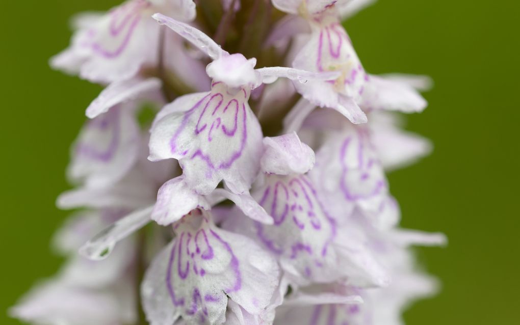 Bergnachtorchis. beeld Hans de Braal