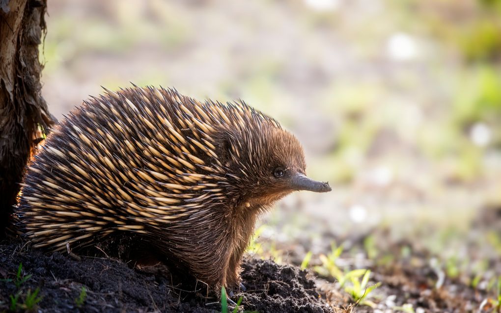 Mierenegel. beeld iStock