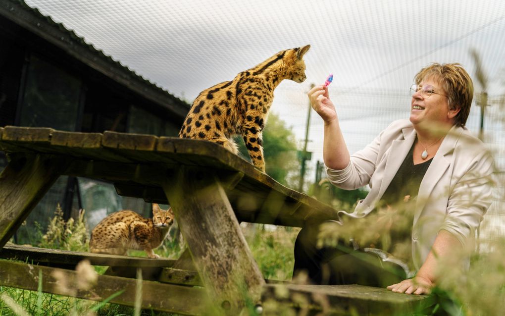 Heika Hageman houdt haar Savannah een speeltje voor de neus in het buitenverblijf. beeld Heika Hageman