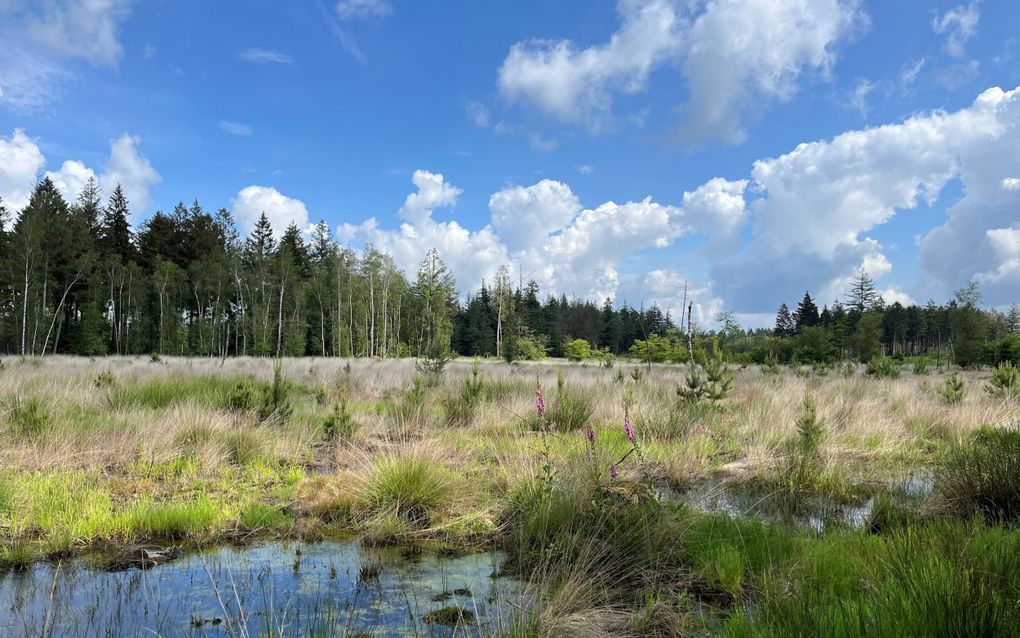 Uitzicht op drassig gebied in Nationaal Park Dwingelderveld. beeld RD