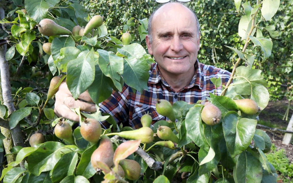 Fruitteler Thomas de Vree uit Dodewaard heeft, in tegenstelling tot collega’s in het zuiden van het land, niet te klagen over zijn peren. Hij verwacht een goede oogst. beeld VidiPhoto