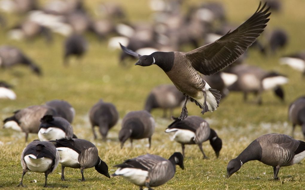 Rotganzen in de polders op Ameland.  beeld Johan Krol