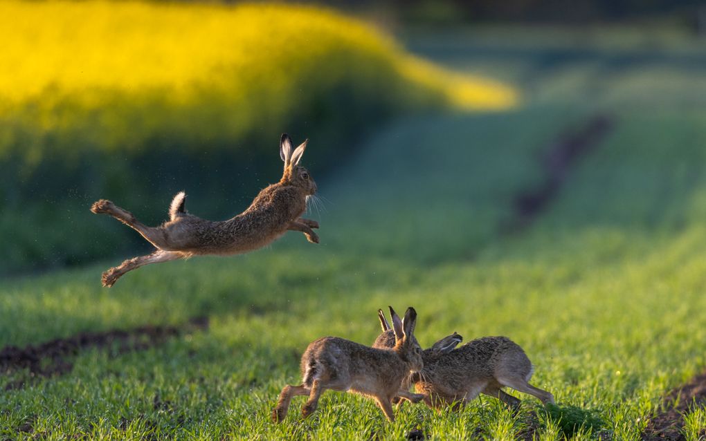 In delen van Nederland staat de populatie van konijnen en hazen onder druk. In Utrecht gaan deze dieren een beschermde status krijgen. beeld iStock