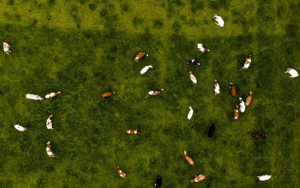 Dronefoto van koeien in een weiland in de Gelderse Vallei. beeld ANP, Sem van der Wal