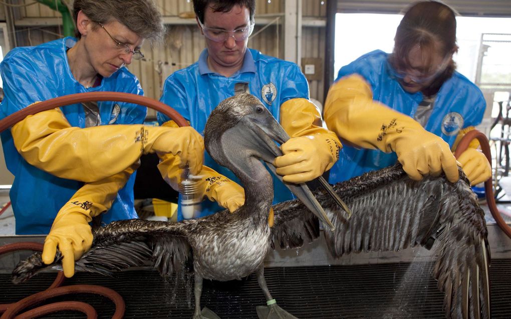 Het beeld van een enkele besmeurde pelikaan, door reddings­werkers opgepikt uit de Golf van Mexico, wekt een verkeerde indruk, stelt zeebioloog Camphuysen. „Bij veel olierampen heb je zes besmeurde dieren tegenover één mens. In dit geval is het andersom.”