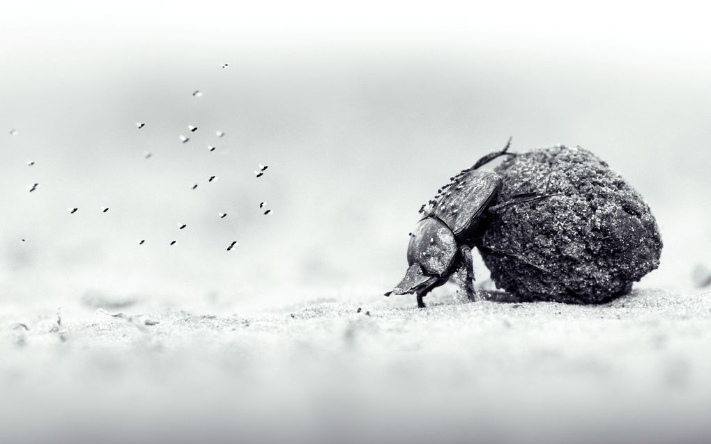 Nieuwe ronde Wildlife Photographer