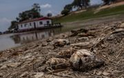 Door droogte in het Amazonebekken bereikte de waterstand in oktober een recordlage stand in de Rio Negro. Vissen stierven massaal. beeld EPA, Raphael Alves