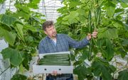 Rino Kaljouw teelt al 34 jaar komkommers. beeld Dirk-Jan Gjeltema