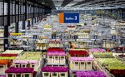 „Een eerlijke en vrij toegankelijke Europese interne markt is van groot belang voor Europa in het algemeen en voor Nederland in het bijzonder.” Foto: drukte in de veilinghal van Royal FloraHolland in Aalsmeer. beeld ANP, Remko de Waal