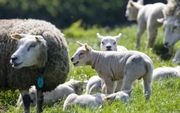 Besmette schapen kunnen in de lammertijd de Q-koortsbacterie verspreiden.  beeld ANP, Ed Oudenaarden