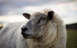 Het blauwtongvirus kan dodelijk zijn voor schapen. beeld iStock