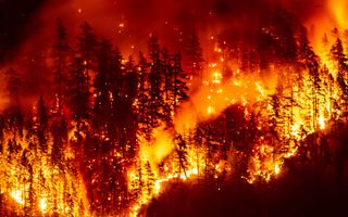 Dennenbomen in een vurige vlammengloed.