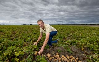 Marco Bos, een man met bril, licht shirt en blauwe spijkerbroek, hurkt op zijn aardappelveld. Hij heeft met zijn handen enkele tientallen nieuwe aardappelen bloot gegraven.