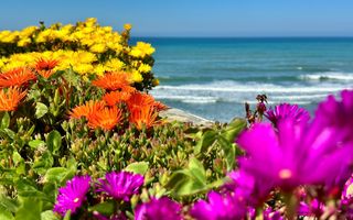Vetplanten met oranje en paarse bloemen met op de achtergrond blauwe zee.