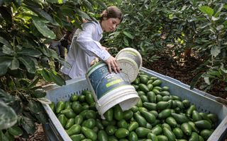 Geoogste groene avocado’s liggen in een kist.