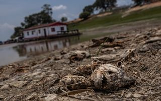 Door droogte in het Amazonebekken bereikte de waterstand in oktober een recordlage stand in de Rio Negro. Vissen stierven massaal. beeld EPA, Raphael Alves