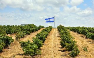 Wijngaard met op de achtergrond een Israëlische vlag.
