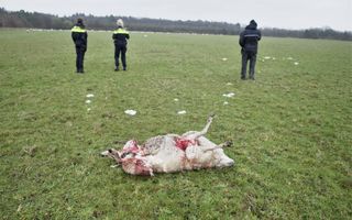 Een bebloed schaap ligt op de rug in het gras. Verderop lopen politieagenten. 