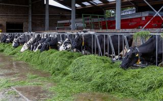 Koeien staan in een stal en eten gras.