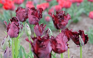 Dieprode tulpen staan in een bosje bij elkaar. Ze hebben een wat rafelig blad.