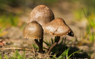 Drie bruine paddenstoelen.