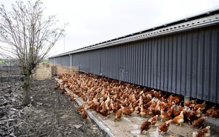 Sinds dinsdag mogen kippen in grote delen van Nederland weer naar buiten. In de Gelderse Vallei en de Limburgse Peel moeten de dieren nog binnenblijven. beeld ANP, Olaf Kraak