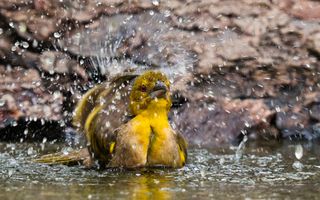 Vogel met geelgroen verenpakje neemt een bad. De spetters vliegen in het rond.
