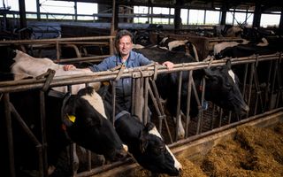Boer in blauwe overal tussen zijn koeien.