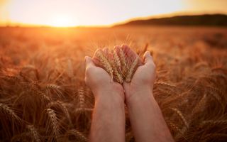 Boven een korenveld houden twee handen bij zonsondergang een handvol aren omhoog.