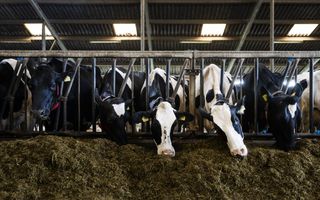 Koeien staan in een stal aan een hek voer te vreten.