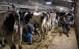 Een Franse melkveehouder melkt zijn koeien. Koeien blijken besmet te kunnen raken met vogelgriep én het virus op hun baas te kunnen overdragen. beeld EPA, Caroline Blumberg
