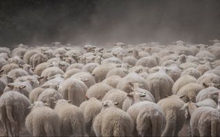 Kudde schapen in de ochtendmist.