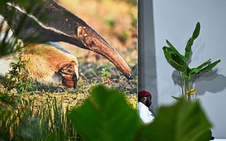 Iemand zit op de grond tegen een wand met daarop een grote foto van een miereneter.